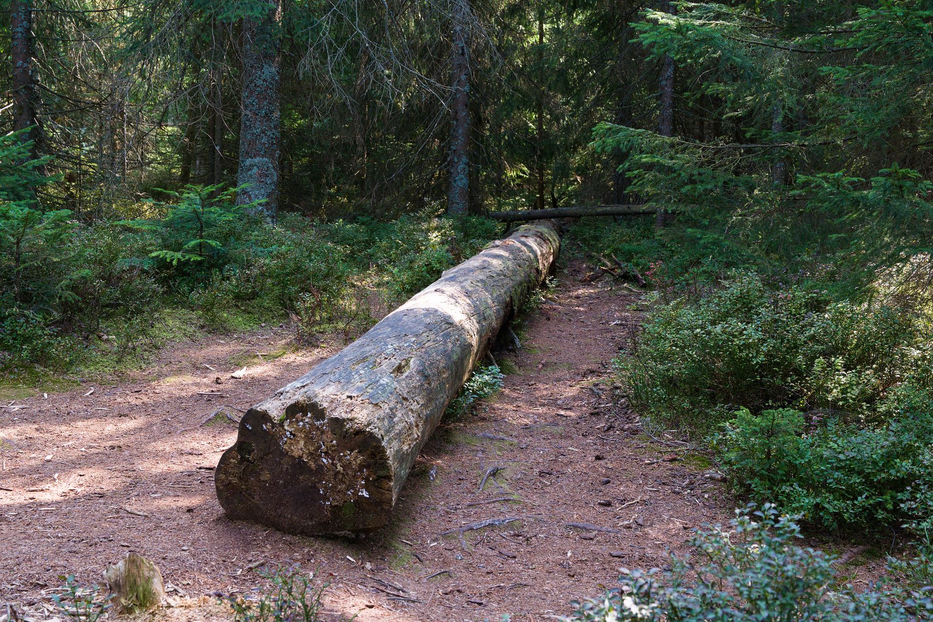Palkankorotus hylätty HR hyväksytty esimies